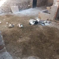 خرگوش لپ وجرسی