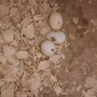 ۲تا عروس هلندی اعلا