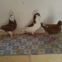 طوقی و دم سفید|پرنده|بیرجند, |دیوار