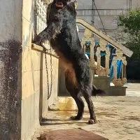 ماده سرابی ۱۶ ماهه قد مثبت ۸۰