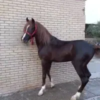 اسب نریون خالص|اسب و تجهیزات اسب‌سواری|یزد, |دیوار