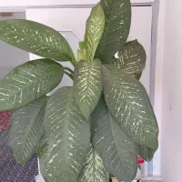 فروش گل دیفن باخیا
