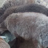 بره پرواری زیر فی شکار|حیوانات مزرعه|تربت جام, یحیی آباد|دیوار