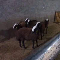 بره ماده های اصیل شال|حیوانات مزرعه|تاکستان, |دیوار