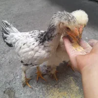 جوجه برهما دوماهه