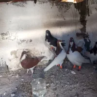 کبوتر شهری جفتی|پرنده|ارژن, |دیوار