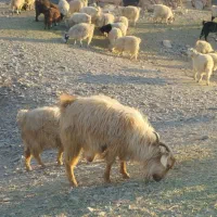 گله گوسفند|حیوانات مزرعه|کرمان, |دیوار