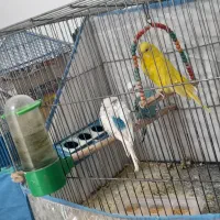 مرغ عشق مولد