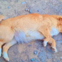 واگذاری رایگان تعدادی سگ پاکوتاه اشپیتز|سگ|هشتگرد, خور|دیوار