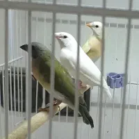 جوجه فنچ گلدین سبز و زرد