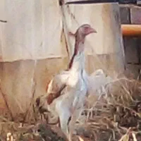 سلام  ۷ عدد جوجه اوشامو|حیوانات مزرعه|طرقبه, |دیوار