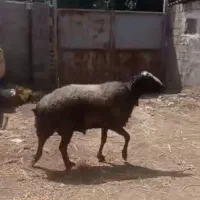 قوچ شال .توقولی شال.بز شیرا