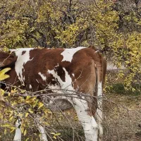 گاو نوبر|حیوانات مزرعه|شیراز, کرونی(خاتونک)|دیوار