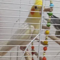 عروس هلندی جفت