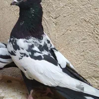 کبوتر سینه سیاه