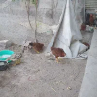 جوجه مرغ و خروس نزدیک تخم گذاری|حیوانات مزرعه|تبریز, |دیوار