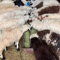 بره نر|حیوانات مزرعه|فاضل آباد, |دیوار