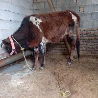 گاو قربانی نزاییده