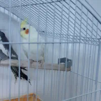 پرنده عروس|پرنده|سمنان, |دیوار