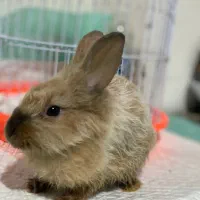 واگذاری خرگوش