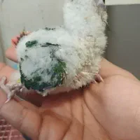 گرینچیک سلاکی