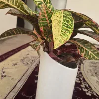 گل و گیاه کروتون|گل و گیاه طبیعی|ایلام, |دیوار