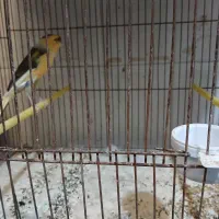 قناری|پرنده|اصفهان, فروردین|دیوار