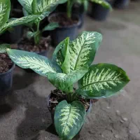 گل های آپارتمانی