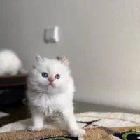 پرشین عروسک|گربه|تهران, تهرانسر مرکزی|دیوار