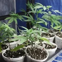 لطفاً راهنمایی کنید کجابذربخرم