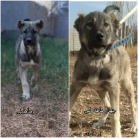 توله سرابی ناب|سگ|تبریز, |دیوار