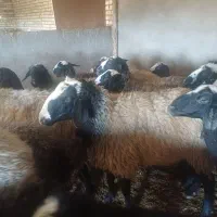 قوچ نژاد شال|حیوانات مزرعه|شال, |دیوار