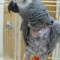 کاسکو گم شده