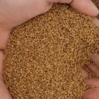 بذر شبدر وبذر یونجه پایه بلند اصلاح شده
