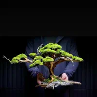 درخت جاودان بنسای دیوارسبز باغچه صخره آینه