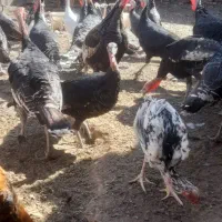 بوقلمون فروشی|حیوانات مزرعه|سبزوار, قصبه شرقی|دیوار