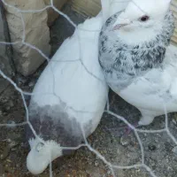 کبوتر طوقی  دوم سیاه و پولکی|پرنده|بیرجند, |دیوار