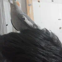 عروس هلندی|پرنده|شاهین‌شهر, گزبرخوار|دیوار