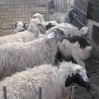 میش بره دار وبز کهره دار