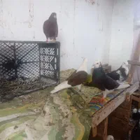 کبوتر پرشی و فوق العاده زیبا و خال قدیم|پرنده|ساری, |دیوار