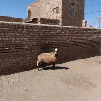 میش آبستن سنگین وزن احتمال دوقلو