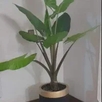 گل بابا ادم