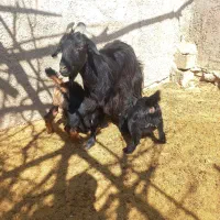بز دوقلو زا ترکی وپاکستانی کولار کهره(سرچهان)|حیوانات مزرعه|شیراز, بازار|دیوار