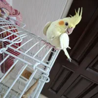 جوجه عروس هلندی فوق العاده زیبا|پرنده|قزوین, |دیوار