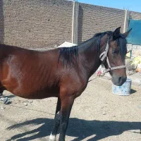 اسب|اسب و تجهیزات اسب‌سواری|بهبهان, |دیوار