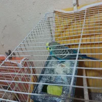 مرغ عشق جفت با جوجه|پرنده|مشهد, شهید قربانی|دیوار