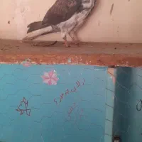 کبوتر کاشانی