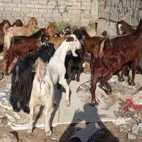 بز مطفل و ابستن و کهره ابستن شکم ۱ و نر پلنگی نجدی|حیوانات مزرعه|اهواز, گلدشت|دیوار