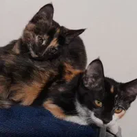 واگذاری رایگان بچه گربه|گربه|مشهد, بالا خیابان|دیوار