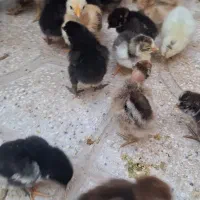 جوجه محلی اصل ۵ روزه و دوماهه و یک ماهه